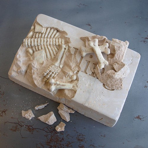 X-Ray Reveals A Pirate Skeleton Excavation Kit
